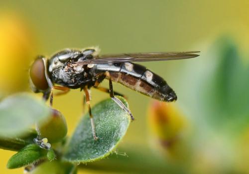 Réf. 280 989 : Platycheirus albimanus